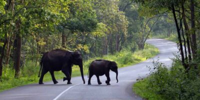 wayanad-kerala-tourism-entry-fee-timings-holidays-reviews-header